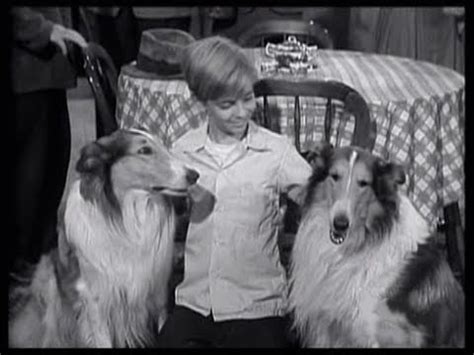 lassie on youtube|lassie 1956 youtube.